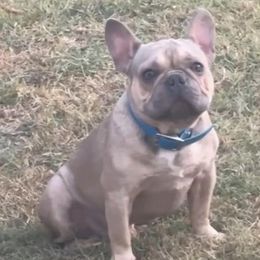 French Bulldogs from Vie De Luxe Kennels