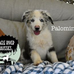 Palomino - Blue merle male Miniature Australian Shepherd puppy in California from Eagle River Aussies