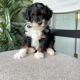 Timmy - Tri-color male Bernedoodle puppy in Holtwood, Pennsylvania from Country Ridge Puppies