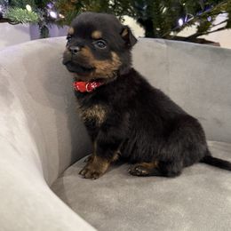 Red girl - Black and mahogany female Rottweiler puppy in Auburn, California from Vom Haus Flores
