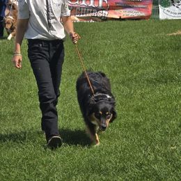 Cowgirl - Australian Shepherd