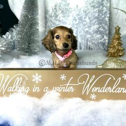 Dachshund Puppies from M.H.P Dachshunds