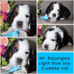 Mr. Bojangles - Black brown and white male Basset Hound puppy in Jacksboro, Texas from Basset Hounds of Jacksboro, Tx
