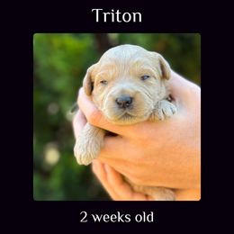Triton - black collar - Cream male Labradoodle puppy in Beavercreek, Oregon from Auburn Sky Labradoodles