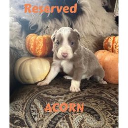 Boy - Lilac male Border Collie puppy in Lakeview, Michigan from Haven Creek Farm