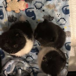 Pomeranian Puppies from A Sample Of Gods Love Kennels