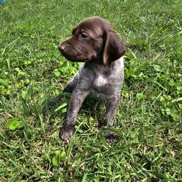 German Shorthaired Pointer Puppies from Erin McGhee