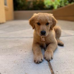 Focaccia - Golden female Golden Retriever puppy in Stockton, California from Golden Weenie Club