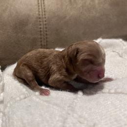 Loki - Apricot male Goldendoodle puppy in Graham, North Carolina from Geise Meadow Doodles
