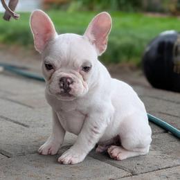 Polar - White male French Bulldog puppy in Battle Ground, Washington from Ferguson's Bulldogs