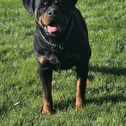 Sully - Rottweiler