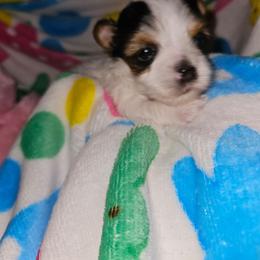 Kinxs - Parti female Yorkshire Terrier puppy in Augusta, Georgia from Melissa's Paw Impressions
