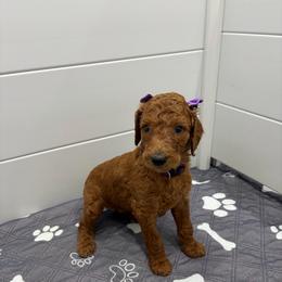 Peach collar - Red  female Poodle puppy in San Benito, Texas from Irene's Poodles