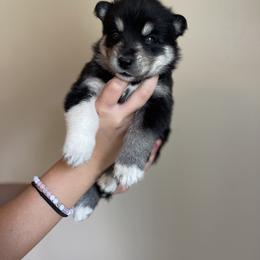Siberian Husky Puppies from Broward Huskies