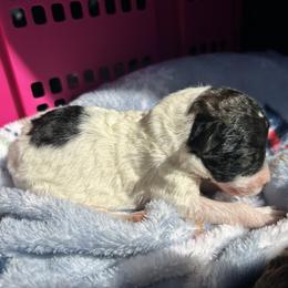 AKC Sleepy - White male Poodle puppy in Athens, Tennessee from Paws & Kisses