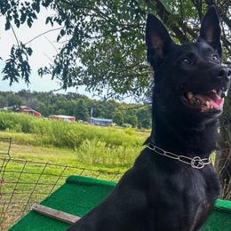 Belgian Malinois from Iron Ram Working Dogs