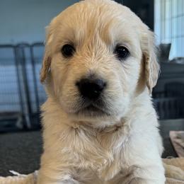 Boy 4 - Light golden male Golden Retriever puppy in Graham, Washington from Purebred Golden Paws