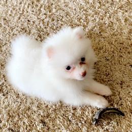 Pomeranian Puppies from Sunshines Pomeranians