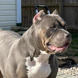 American Bullies from XLRG BULLIES