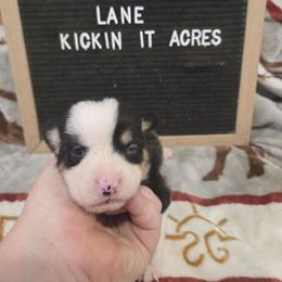 Lane - Black and tan female Pembroke Welsh Corgi puppy in Chariton, Iowa from Kickin It Acres BCs