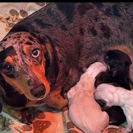 Dachshund puppies from Carter's Kennels