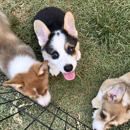Pembroke Welsh Corgi Puppies from S7 Corgis and Chaos