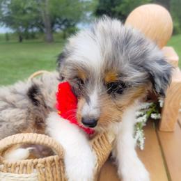 HoneyDew Aussiedoodle near me - Blue merle male Aussiedoodle puppy in Harrisonburg, Virginia from Curlytail Doodles