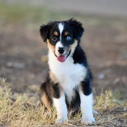 Bronx - Black tri male Toy Australian Shepherd puppy in Wichita Falls, Texas from Shooting Stars Ranch Toy and Mini Aussies