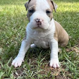 Tennesee - Blue fawn male American Staffordshire Terrier puppy in Marietta, Georgia from Ambition Amstaffs