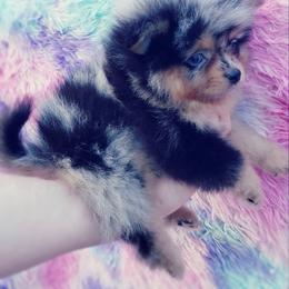 French Bulldog and Pomeranian Puppies from Purrs N Poms