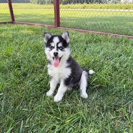 Bentley - Black and white male Pomsky puppy in Lyons, Nebraska from Goodness Gracious Pomskies