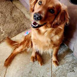 Pennie - Golden Retriever