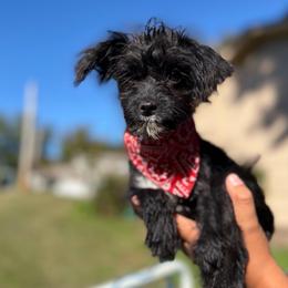 Ms Gigi Grace - Black female Yorkipoo puppy in Chattanooga, Tennessee from Joyfull Pals