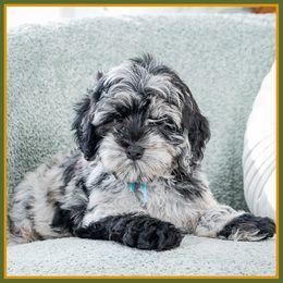 Mario - Merle male Cockapoo puppy in Connersville, Indiana from Deaz Doodle Ranch