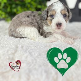 Goldendoodle Puppies from Maryland Designer Doodles