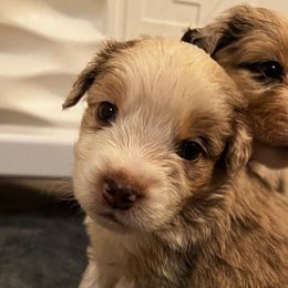 Hooch - Red merle Miniature American Shepherd puppy in Phoenix, Arizona from Outlaw Minis