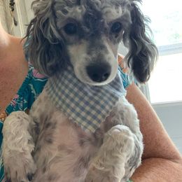 Elsa - Poodle