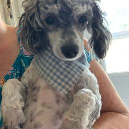 Elsa - Poodle