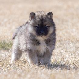 Pomsky Puppies from New World Pomskies