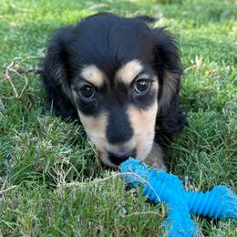 Baby Girl - Black and cream female Dachshund puppy in Easley, South Carolina from Castle Hill Doxies, LLC