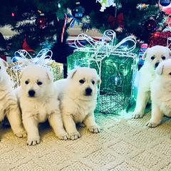 Berger Blanc Suisses from Von Tasz White Shepherds