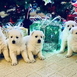 Berger Blanc Suisses from Von Tasz White Shepherds