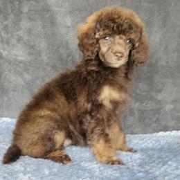 Girl 1 - female Poodle puppy in Poplar Grove, Illinois from Awesome Paws