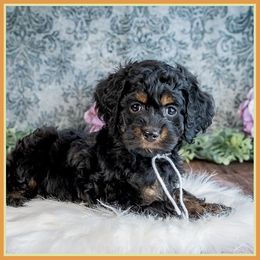 M'Lynn - Black female Cockapoo puppy in Connersville, Indiana from Deaz Doodle Ranch