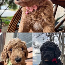 Poodle Puppies from LUCKY 7 LITTER