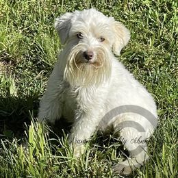 Olivia - Miniature Schnauzer