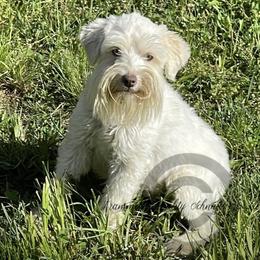 Olivia - Miniature Schnauzer