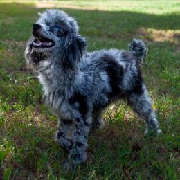 Glacier - Poodle
