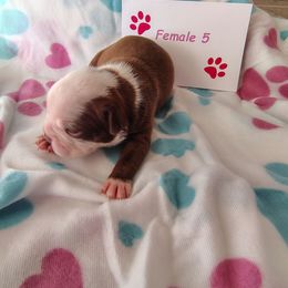 Female 5 - Red female Boston Terrier puppy in Headland, Alabama from Crystal Carlisle's Boston Terriers