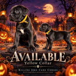 Severus (Yellow Collar) - Black male Cane Corso puppy in Stilwell, Oklahoma from Killing Joke Kennels